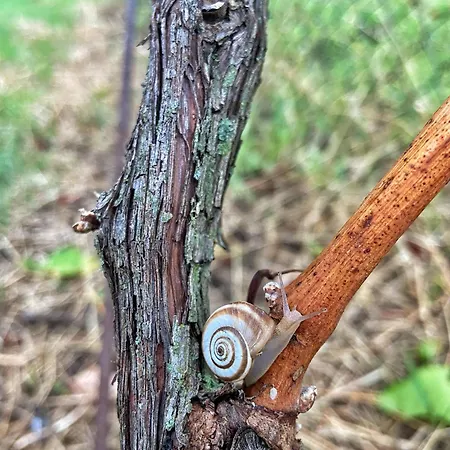 Alloggio per agriturismo La Vineria Di San Mattia Verona